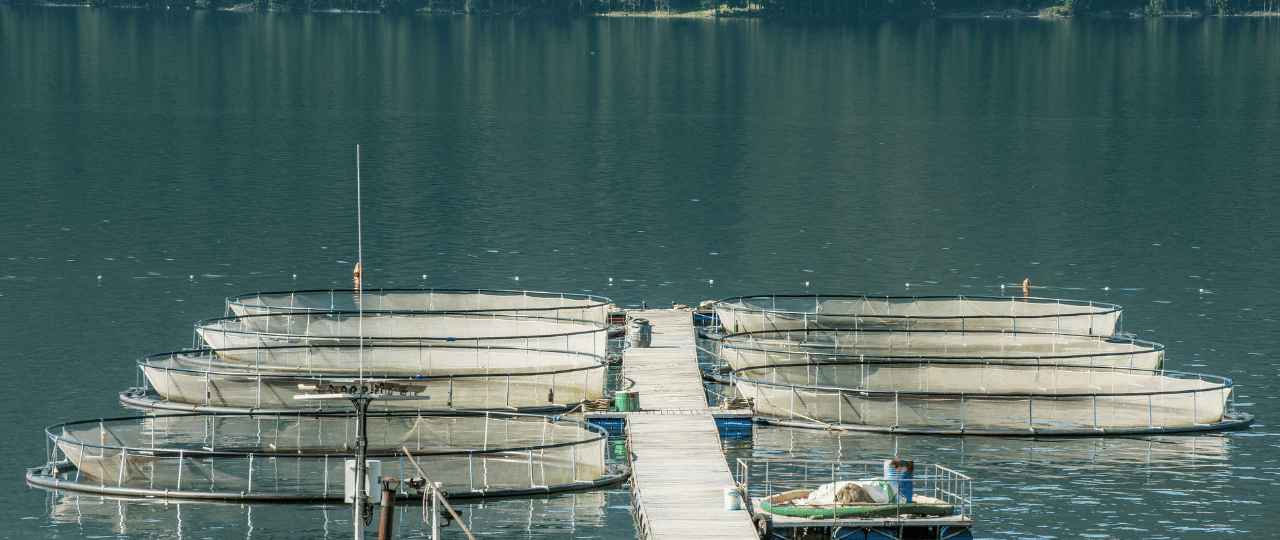 The Role of Probiotics in Improving Aquaculture Water Quality