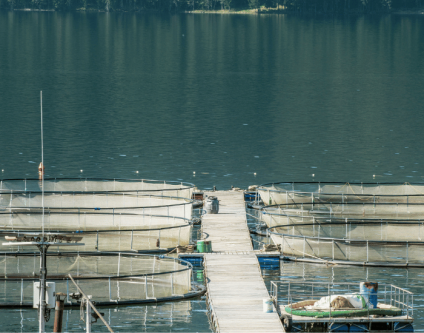 The Role of Probiotics in Improving Aquaculture Water Quality