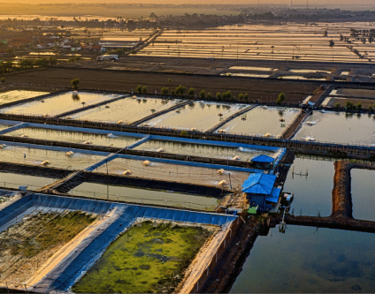 Global Trends in Aquaculture and Agricultural Supply Chains