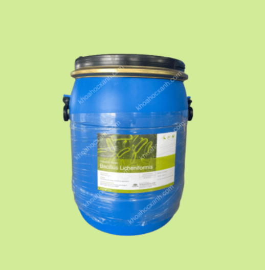 BACILLUS LICHENIFORMISGreen